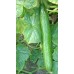 TELEGRAPH CUCUMBER -  Each  Pukekohe Grown